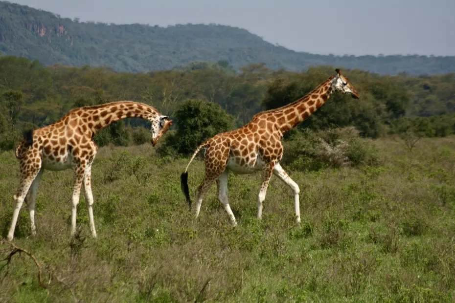 giraffes walking in the grass safari africa
