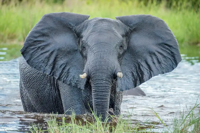 grey elephant in water in botswana