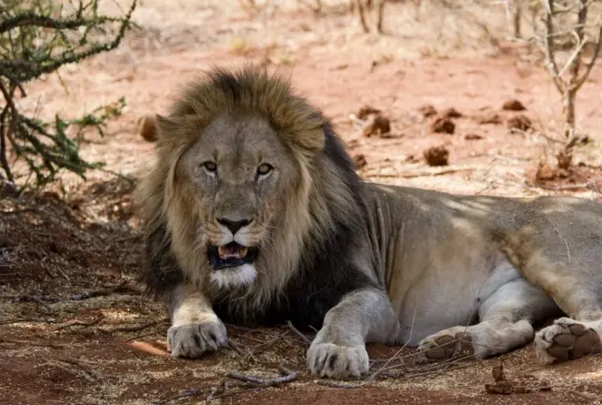 Luxury Safari the Big Five