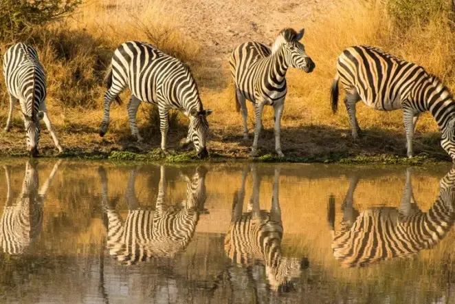 Luxury Safaris and the Wildlife
