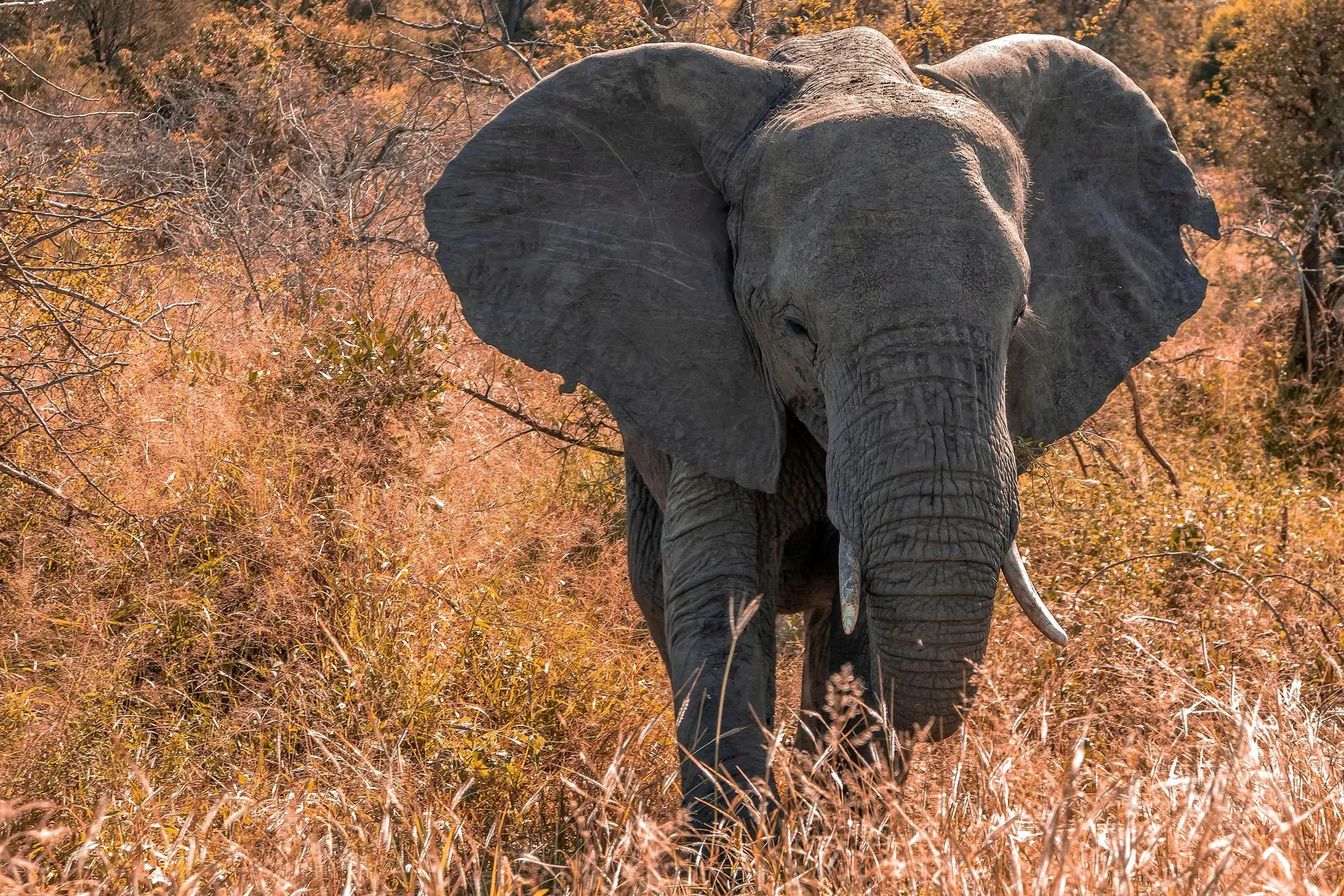 The Big Five in the Kruger Private Park in South Africa