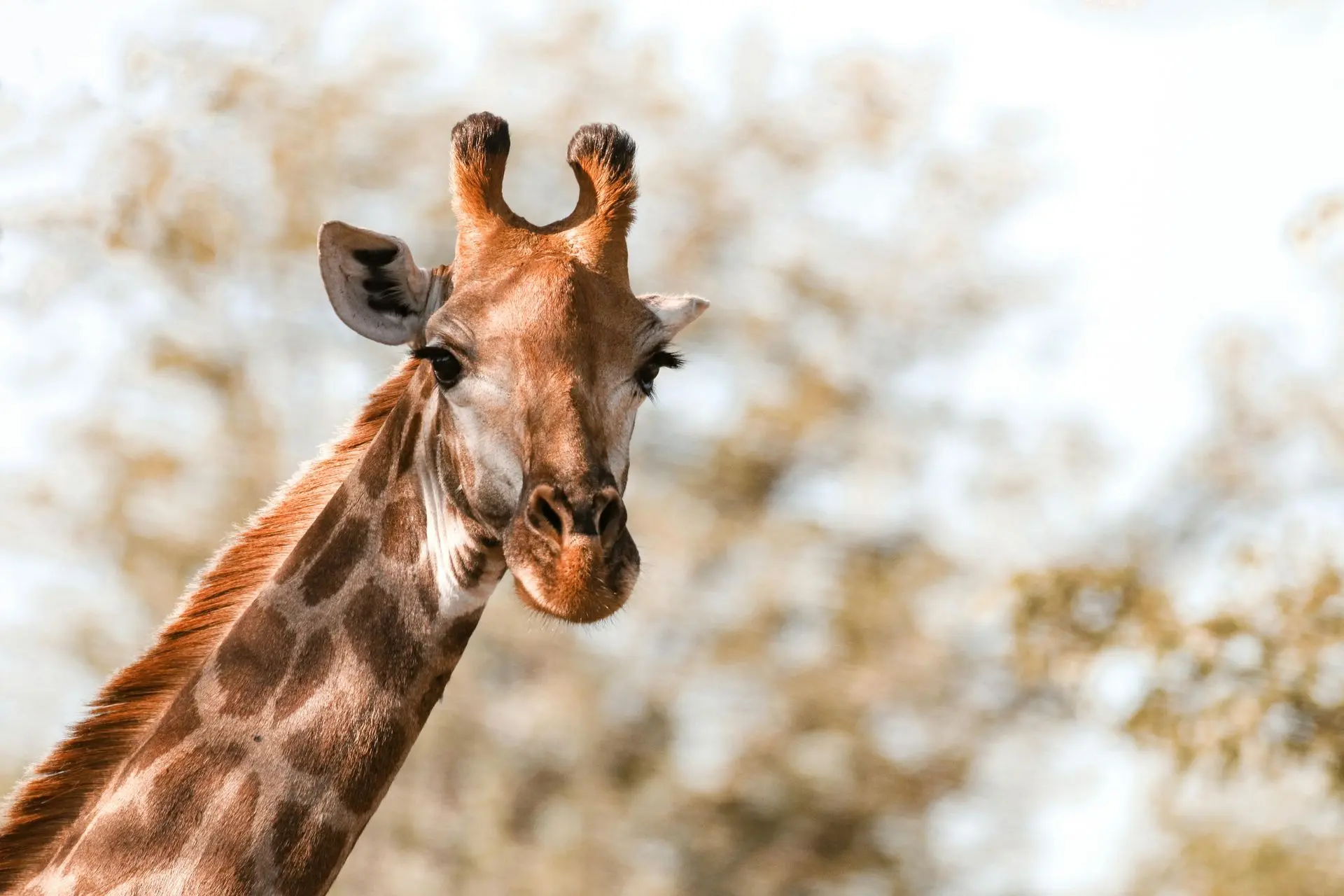Tips for a luxury safaris in South Africa