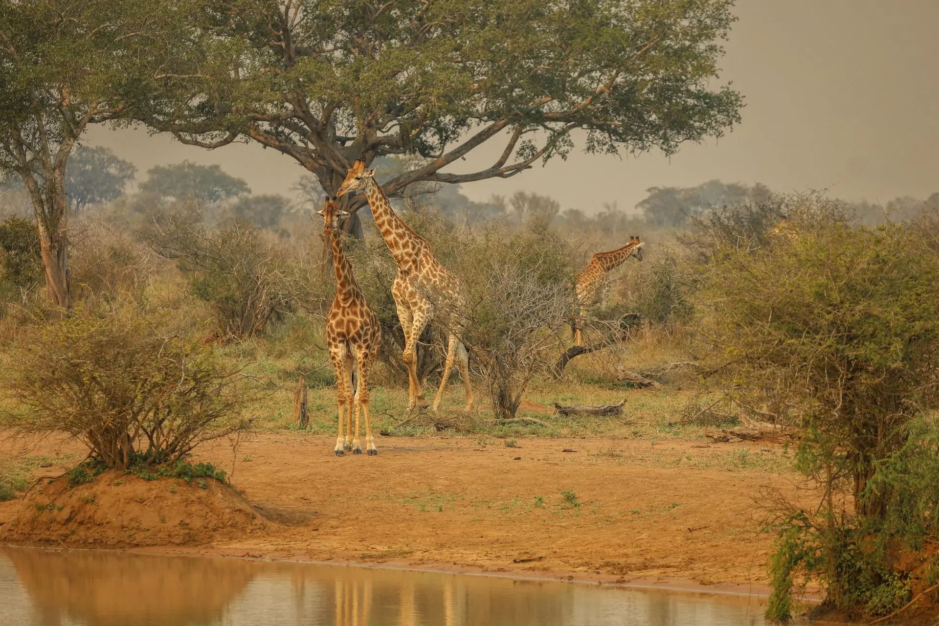 Kruger Private Reserve and Girafes