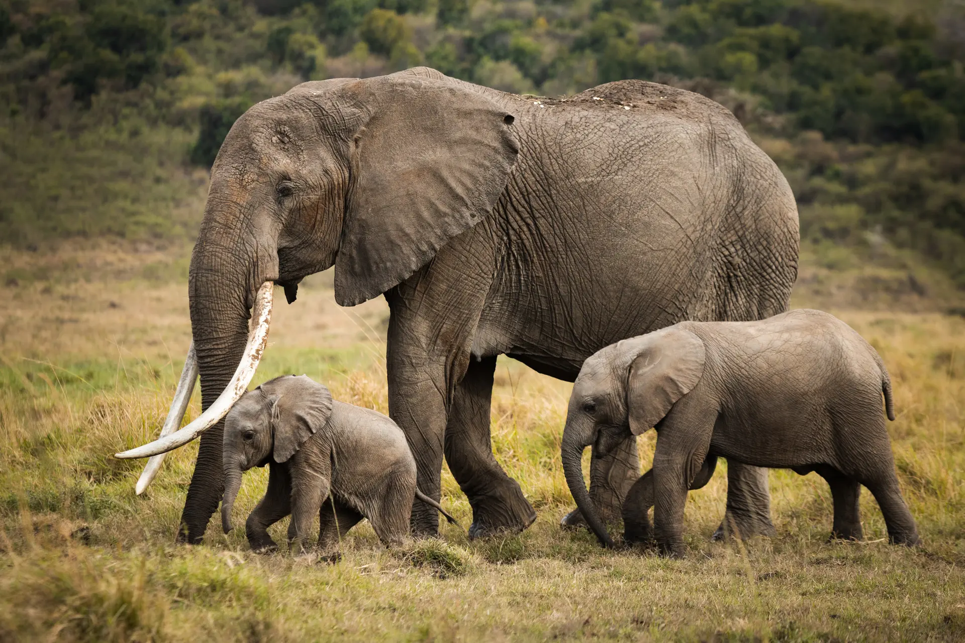 Great Migration in Maasai Mara Kenya