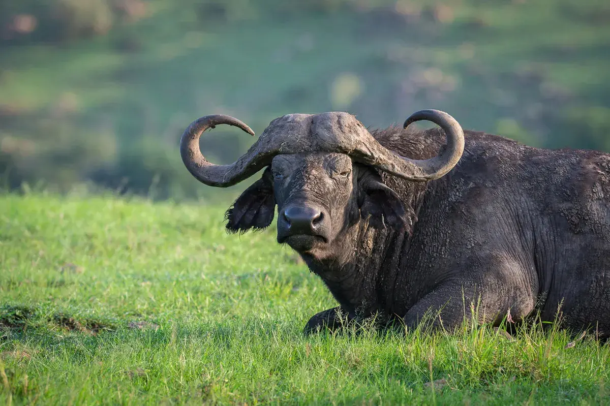 Big Five safari Sabi Sand South Africa