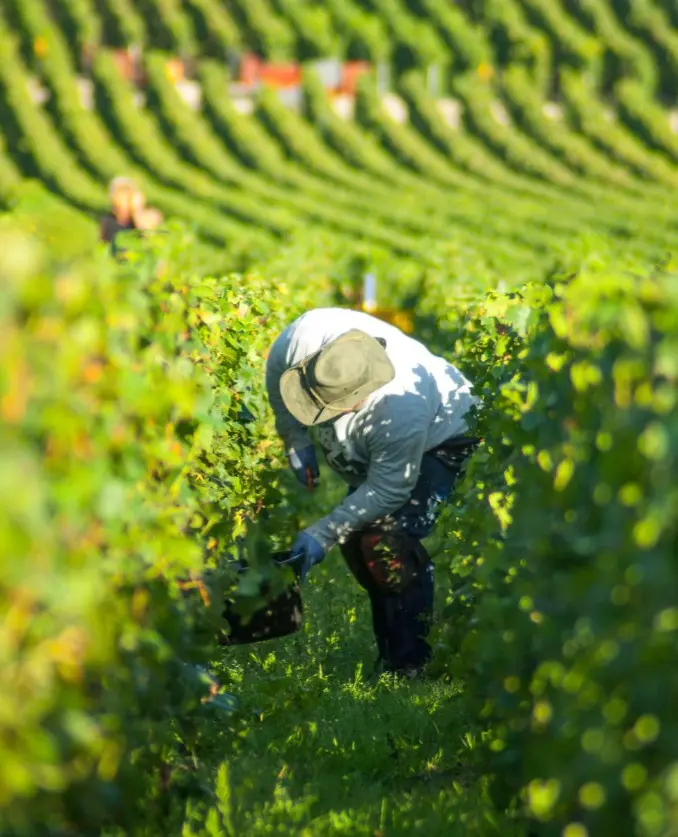 Champagne Harvest 