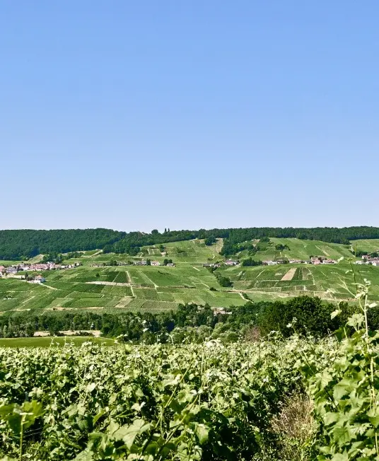 Champagne vinyards