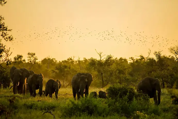 elephant in the green forest africa