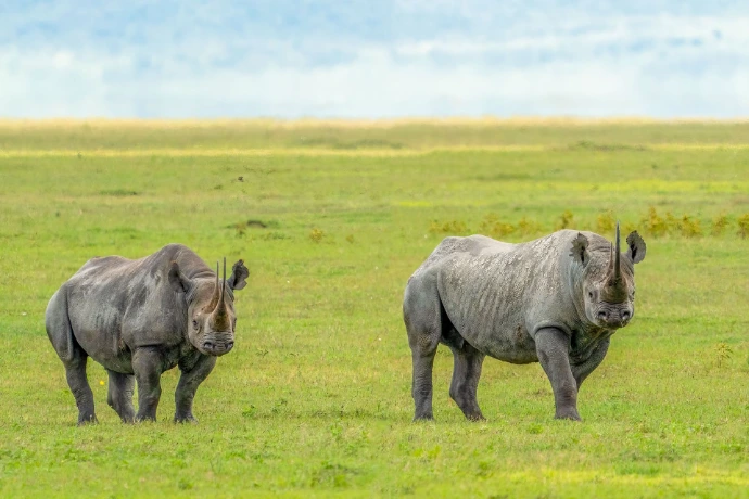 Book a Safari with Stablecoins