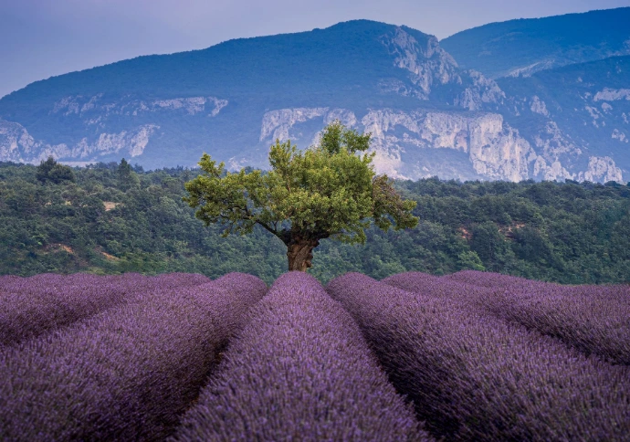 Provence - France - Lune de Miel