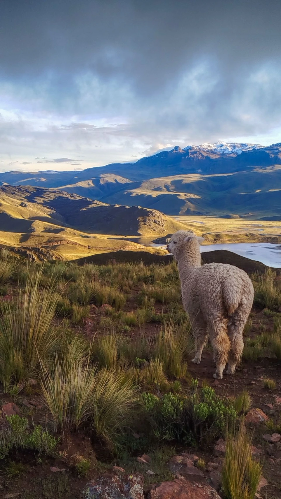 Alpaga dans les Andes du Pérou – paysage andin traditionnel avec des panoramas montagneux