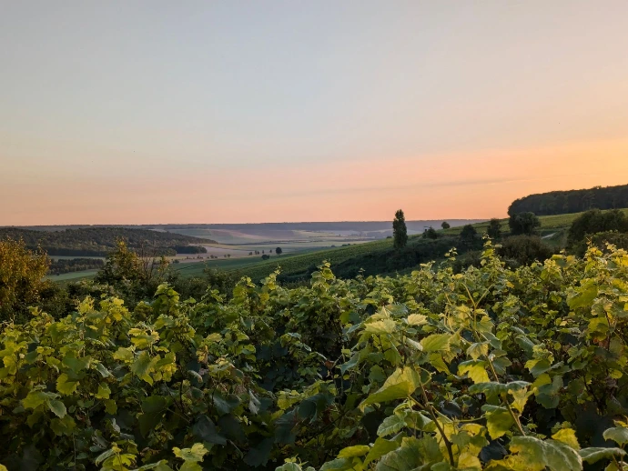 Champagne Paysages de Vignes Reims