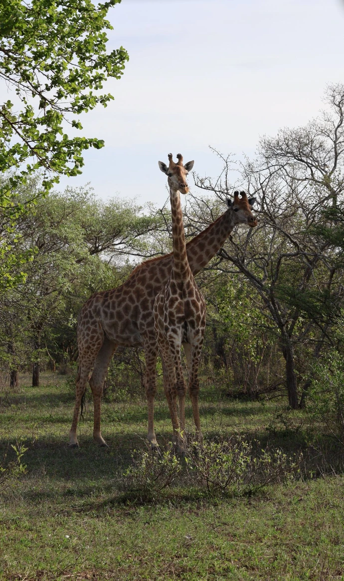 Zambia South Luangwa safari