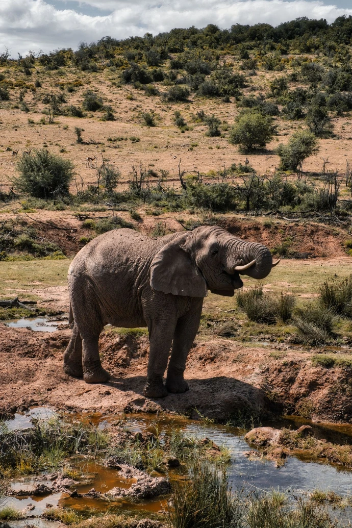 South Africa, Kruger National Park